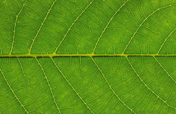 Textura de hoja verde —  Fotos de Stock