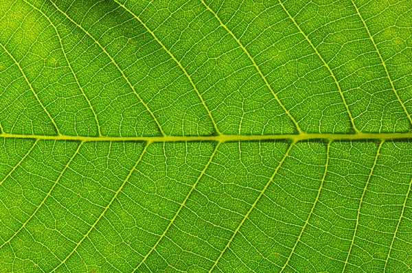 Textura de folha verde — Fotografia de Stock