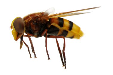 At sineği beyazda izole edilmiş.