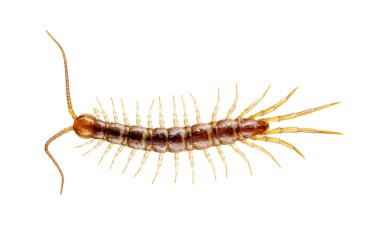 üzerinde beyaz izole kırkayak