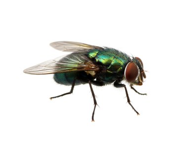 green fly on white clipart