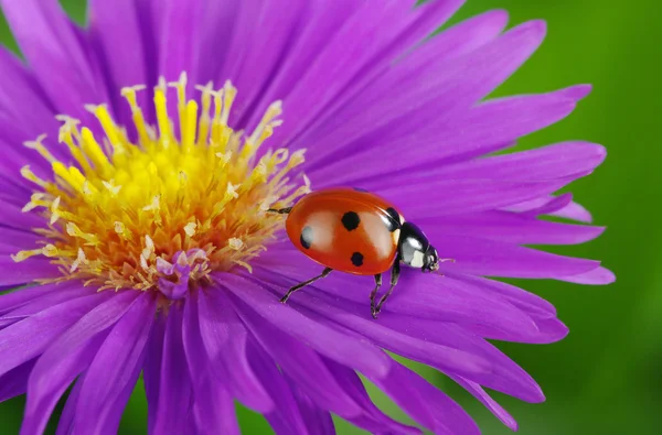 Mariquita y flor — Foto de Stock