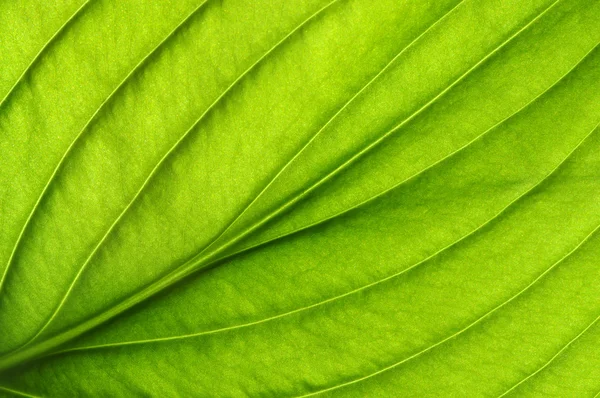 Textura de folha verde — Fotografia de Stock