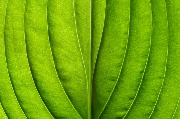 Green leaf texture — Stock Photo, Image