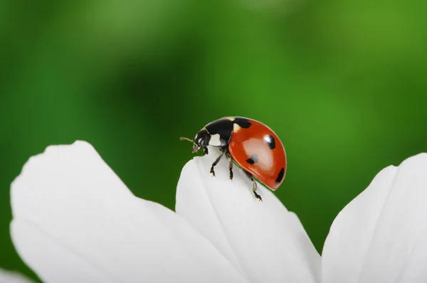 Uğur böceği ve çiçek — Stok fotoğraf