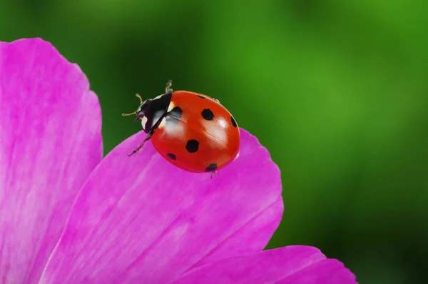 Uğur böceği ve çiçek — Stok fotoğraf