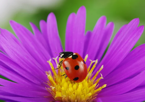 Uğur böceği ve çiçek — Stok fotoğraf