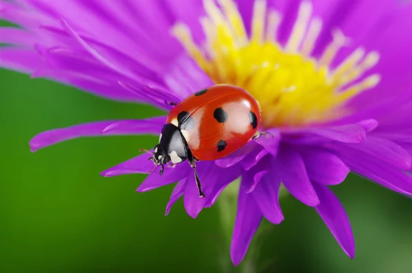 Mariquita y flor — Foto de Stock