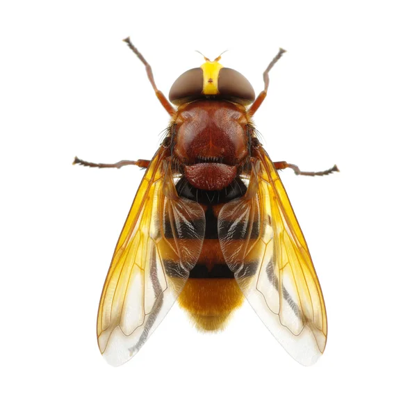 Horsefly isoliert auf weiß — Stockfoto