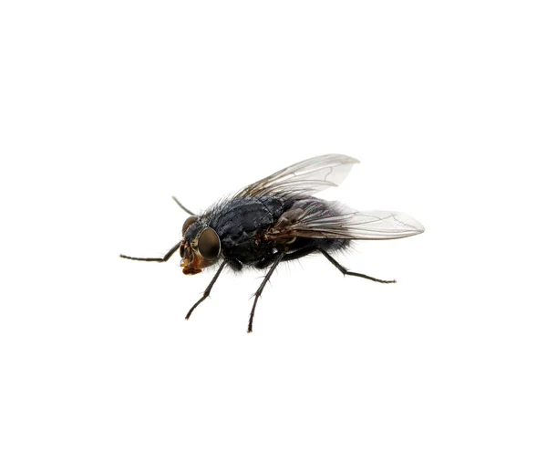 Fly on a white — Stock Photo, Image