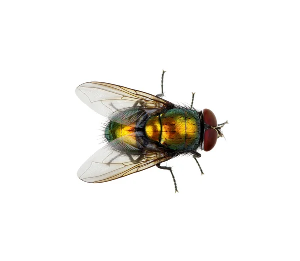 Zielony mucha na białym tle — Zdjęcie stockowe