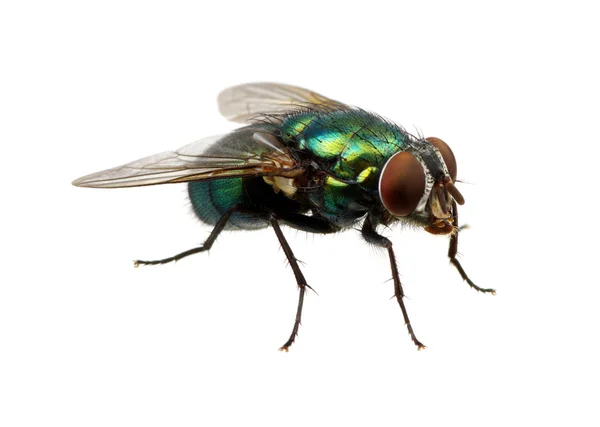 Green fly on white — Stock Photo, Image