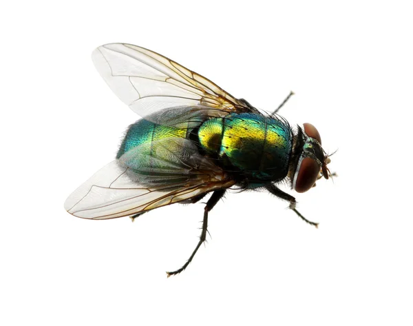 Зелена муха на білому — стокове фото