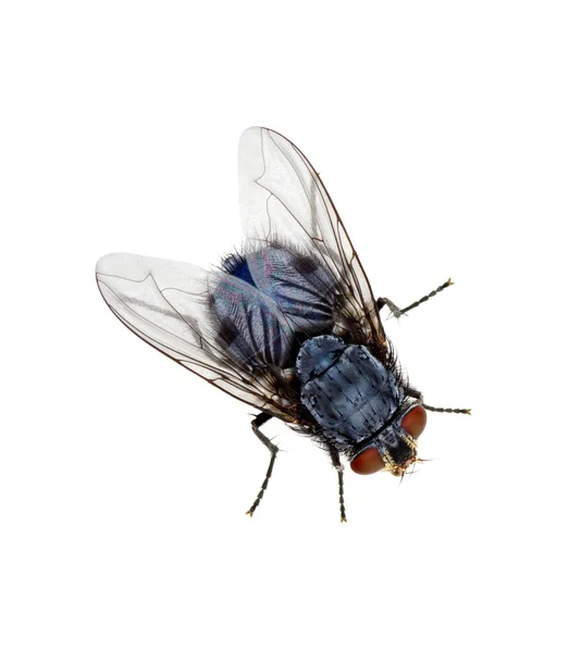 Mucha na białym tle — Zdjęcie stockowe