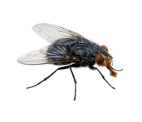 Fly on a white — Stock Photo, Image