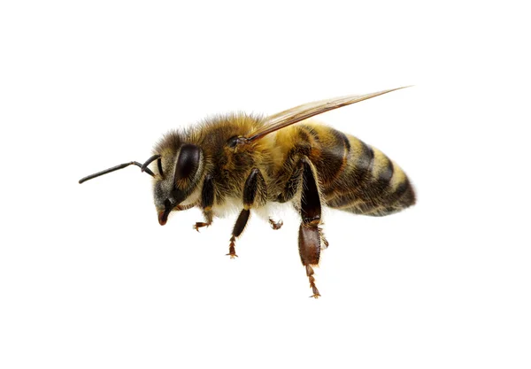 Пчела на заднем плане — стоковое фото