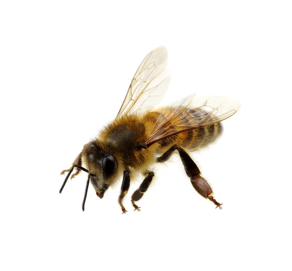 Abeja en el fondo — Foto de Stock