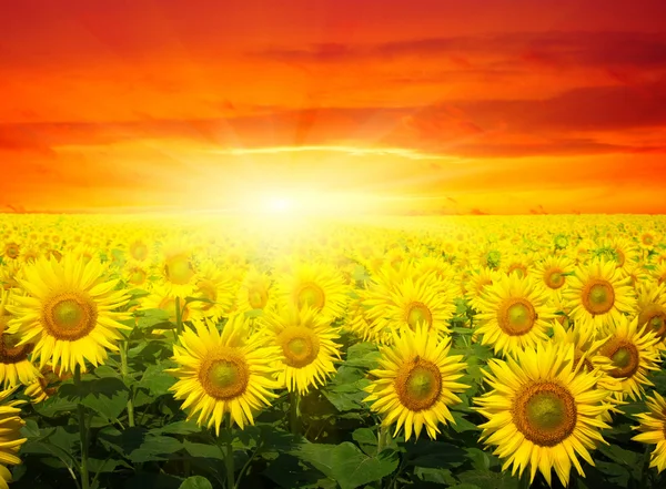 Sonnenblumenfeld am Himmel — Stockfoto