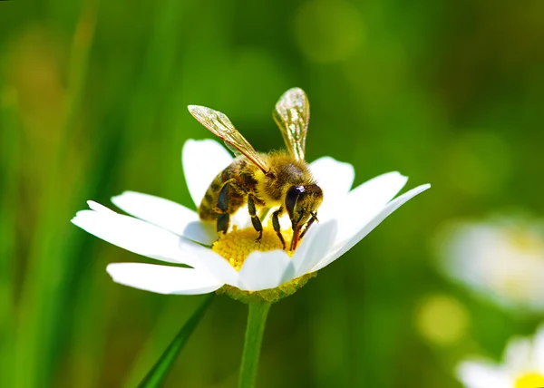 Bee op de achtergrond — Stockfoto