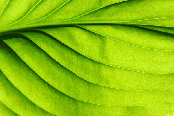 Green leaf texture — Stock Photo, Image