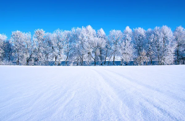 Frostige Bäume am Himmel — Stockfoto