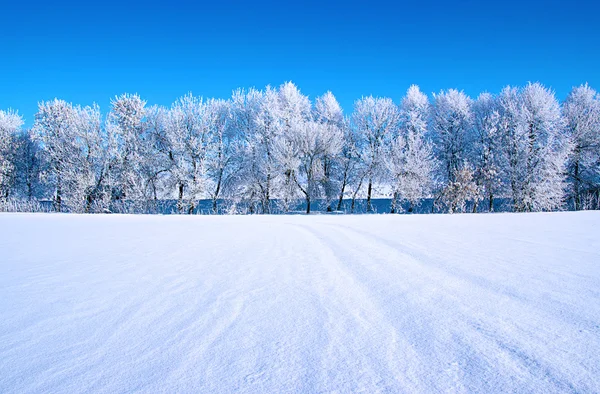 空の上の木をつや消し — ストック写真