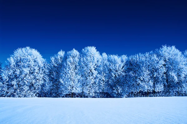 Árvores geladas no céu — Fotografia de Stock