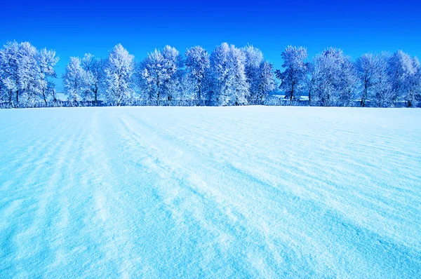 Árvores geladas no céu — Fotografia de Stock