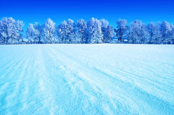 Arbres givrés sur le ciel — Photo