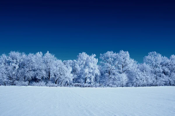 Frostad träd på himlen — Stockfoto