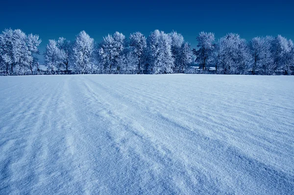 Frostad träd på himlen — Stockfoto