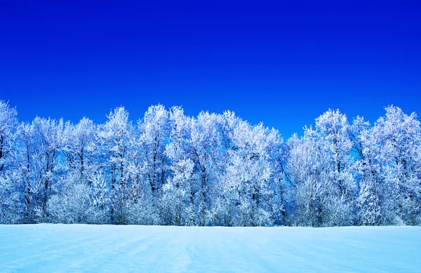 Frosted trees on sky — Stock Photo, Image