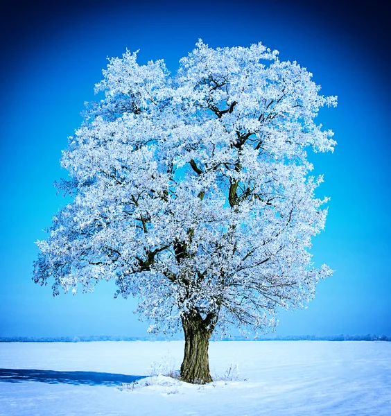 Gökyüzü ağaçta buzlu — Stok fotoğraf