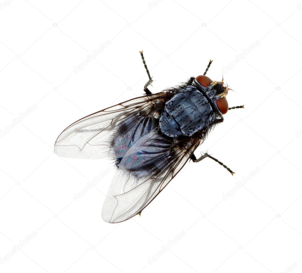 fly on a white