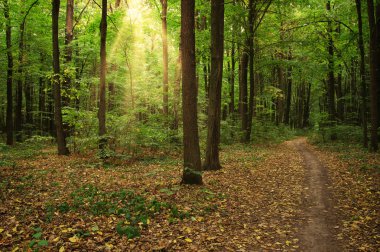 Yeşil ormandaki ağaçlar 