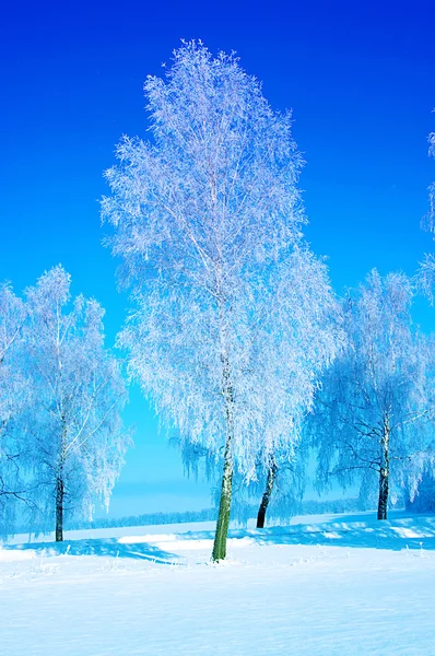 霜花树上天空 — 图库照片