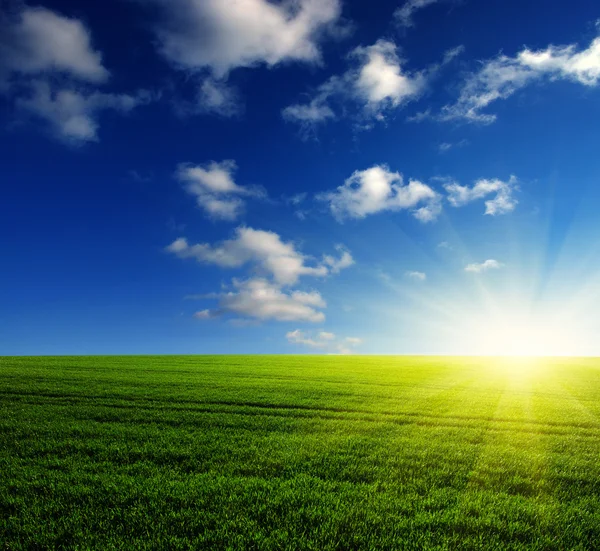 Field and sun — Stock Photo, Image