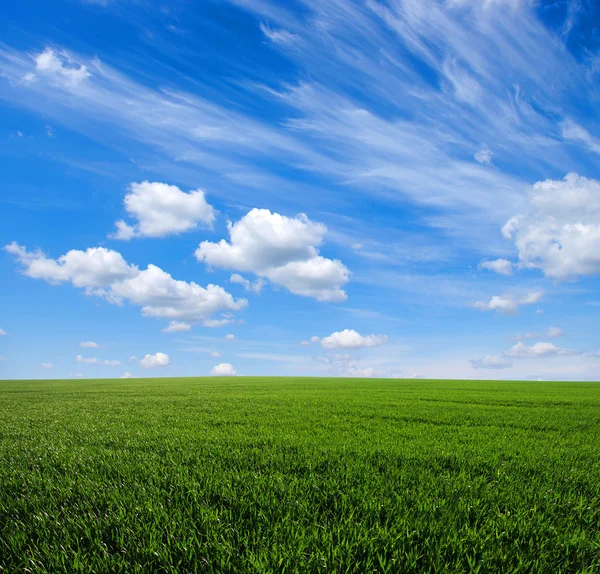 Veld en zon — Stockfoto