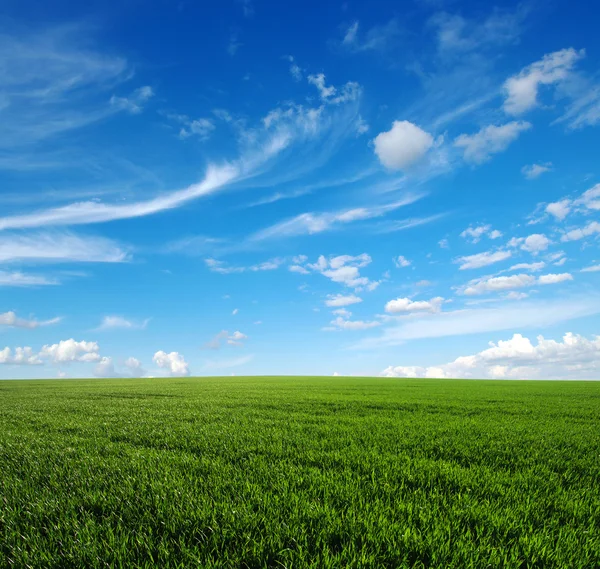 Campo e sol — Fotografia de Stock