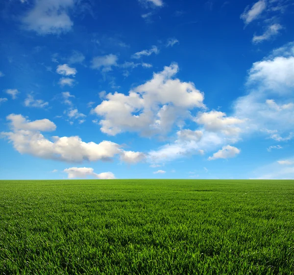 Field and sun — Stock Photo, Image