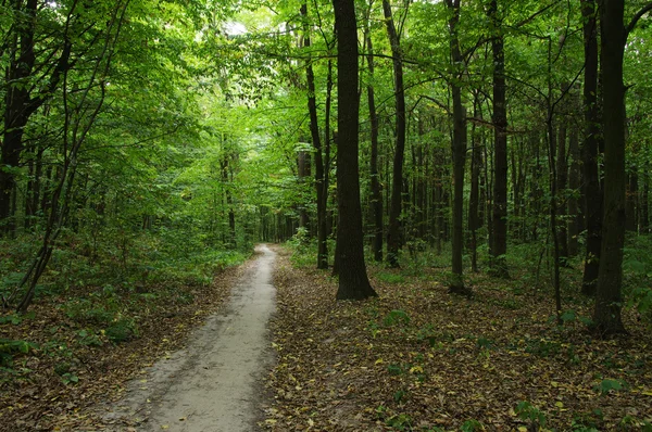 Yeşil ormandaki ağaçlar 