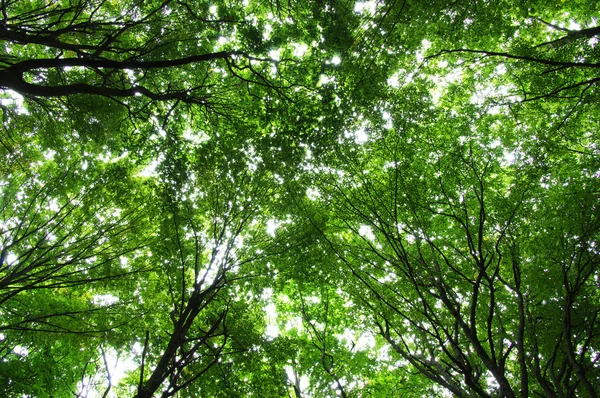 Árvores em uma floresta verde — Fotografia de Stock