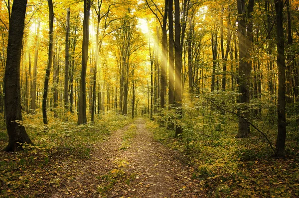 Alberi in una foresta verde — Foto Stock