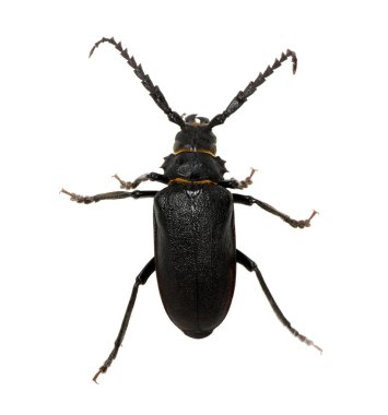 böcek üzerinde beyaz izole