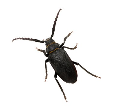 böcek üzerinde beyaz izole