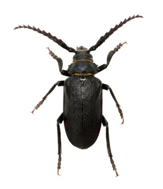 böcek üzerinde beyaz izole