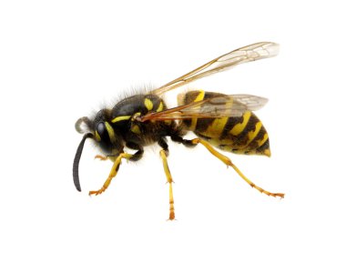 böcek üzerinde beyaz izole