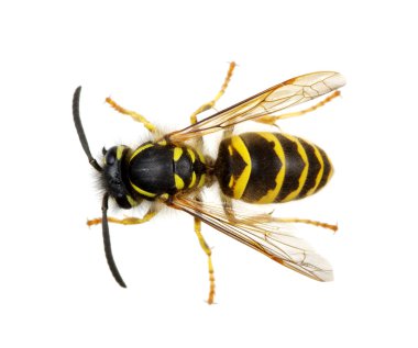 böcek üzerinde beyaz izole