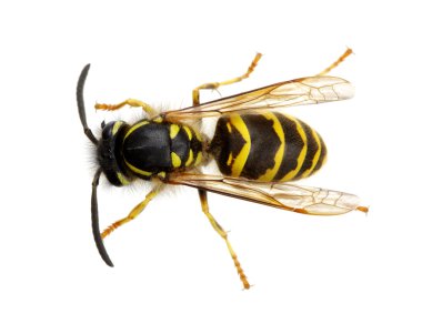 böcek üzerinde beyaz izole