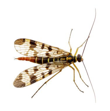 böcek üzerinde beyaz izole